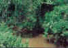 marais.jpg (10006 octets)